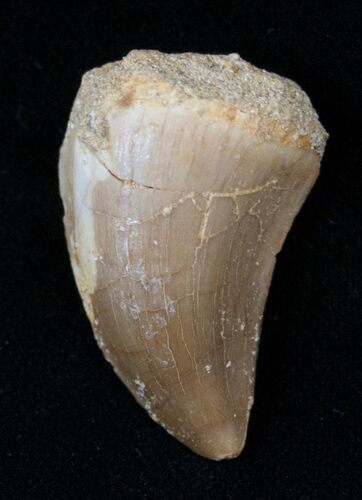 Mosasaur (Halisaurus Arambourgi) Tooth #17018